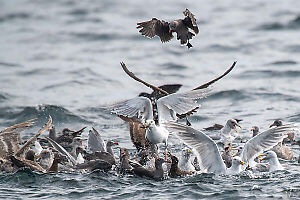 Winners Get The Fish