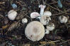 Field mushroom, Meadow mushroom