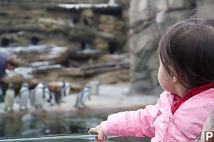 Nara Sees Penguins Feeding