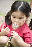 Nara Blowing Dandelion