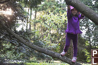 Nara Climbing Tree