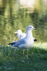 Ring-billed Gull