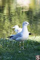 Ring Billed Gull