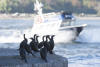 Pelagic Cormorant