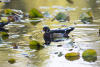 Male Wood Duck In Reflected Water