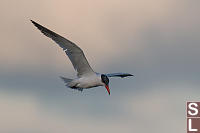 Caspian Tern Looking For Fish