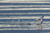 Caspian Tern Skimming Water