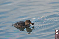 Hooded Merganser Juvenile With Crab