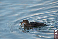 Hooded Merganser Repositioning Crab