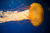 Jellyfish Gliding