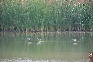 Yellowlegs Walking In West Pond