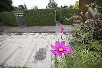 Flowers Outside Maze