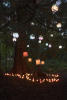 Lanterns Under Cedar Tree