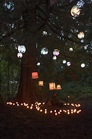 Lanterns Under Cedar Tree