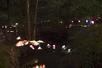 Salmon Lanterns Over Still Creek