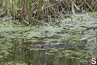 Beaver In Pond