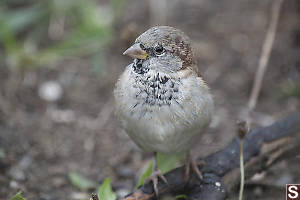 House Sparrow