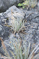 Plantago_maritimaOn Rocks