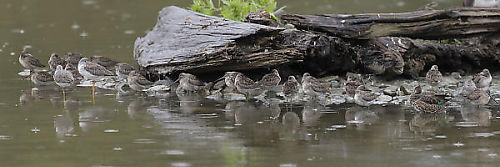 Two Yellowlegs With Dowitchers