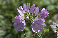 Stamens