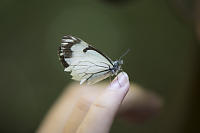 Butterfly On Fingertip