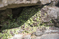 Liverworts Hiding Under Waterfall