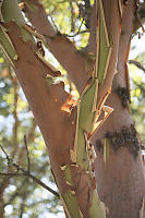 Peeling Arbutus