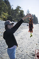 Red Kelp