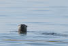 River Otter Looking To Shore