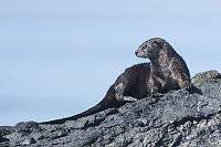 River Otter Resting On Rock