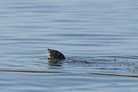 River Otter With Mouth Open