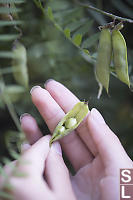 Vetch Peas