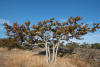 Four Oak Trees Together