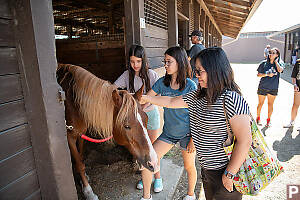 Giving Horse Some Love