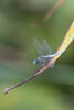 Previous