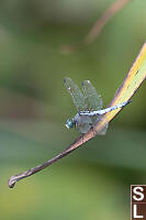 Blue Dasher Dragonfly On Leaf