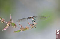 Blue Dasher Face View Through Wings