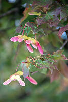 Hot Pink Seed Pods