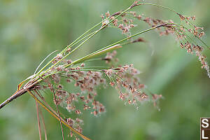 Seeds On Woolgrass