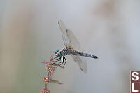 Soft Blue Dasher Dragonfly On Smooth Pigweed