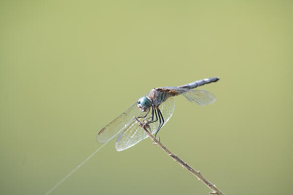 mainimage