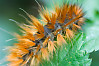 Frilly Orange Caterpillar