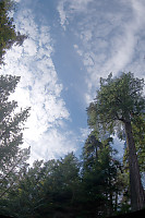 Sky Hole in the forest