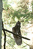 Great Horned Owl