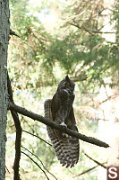 Stretching A Wing