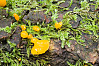 Orange Jelly Fungus