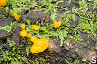 Yellow Fungus Growing With Moss