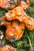 Lobster Mushroom