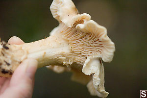 White Chanterelles