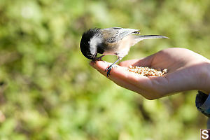 Chickadee Does Not Like Seed